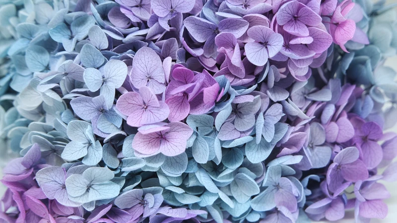 Konservierte Hortensie Anna - 1 Bund - Rainbow purple/blue