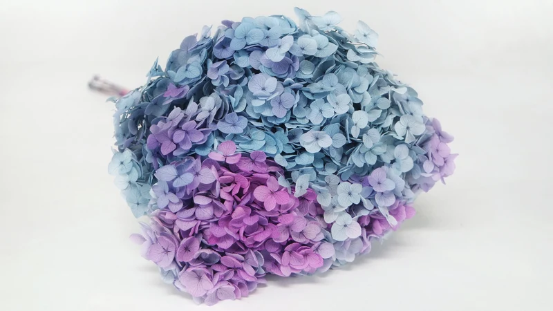 Konservierte Hortensie Anna - 1 Bund - Rainbow purple/blue
