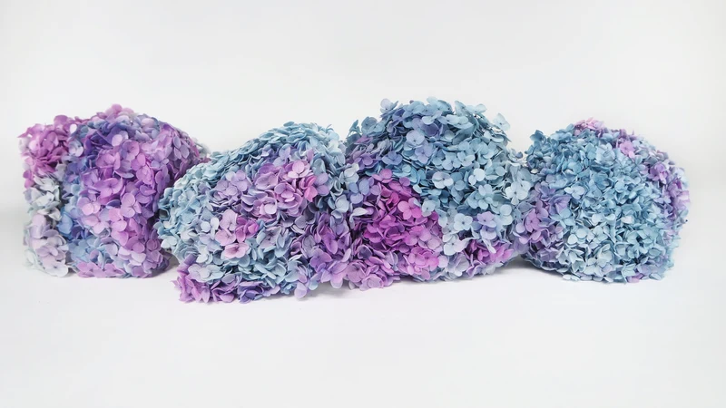 Konservierte Hortensie Anna - 1 Bund - Rainbow purple/blue