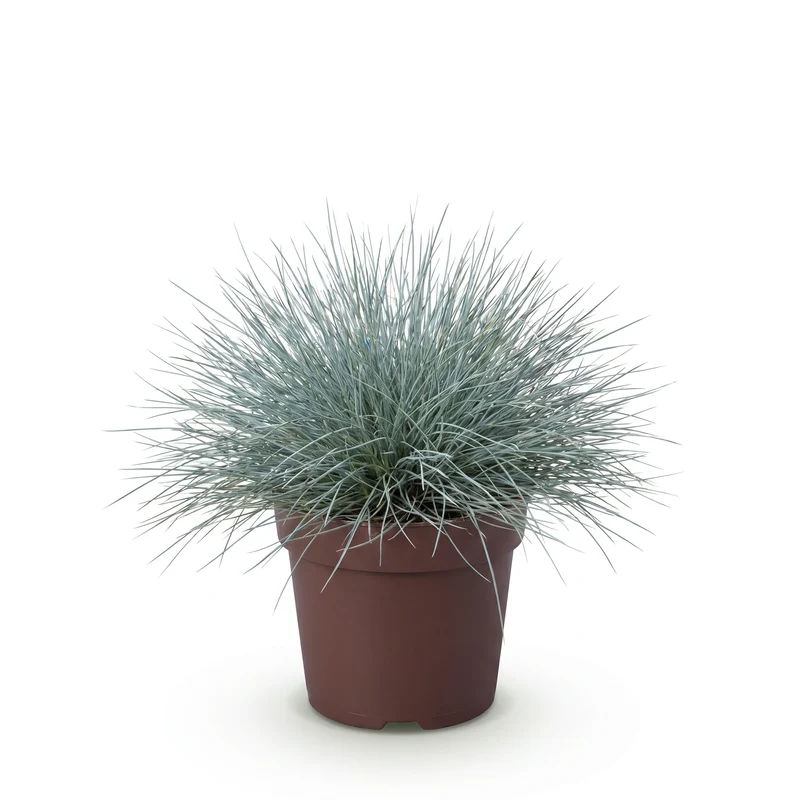 Blauschwingel
