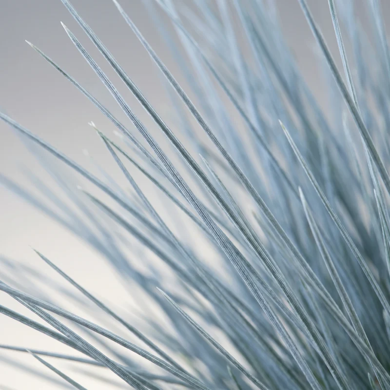 Blauschwingel