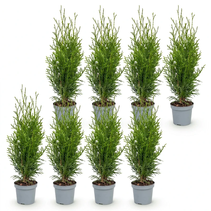 Thuja 'Smaragd' Heckenpflanze – Lebensbaum