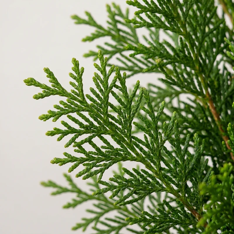 Thuja 'Smaragd' Heckenpflanze – Lebensbaum