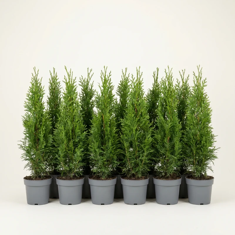 Thuja 'Smaragd' Heckenpflanze – Lebensbaum