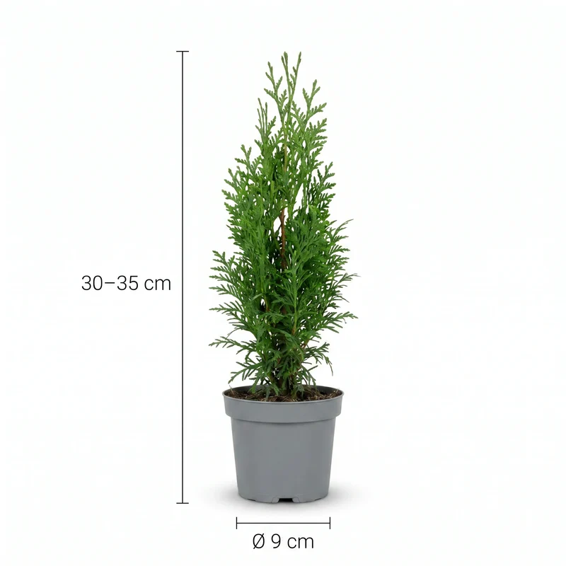 Thuja 'Smaragd' Heckenpflanze – Lebensbaum