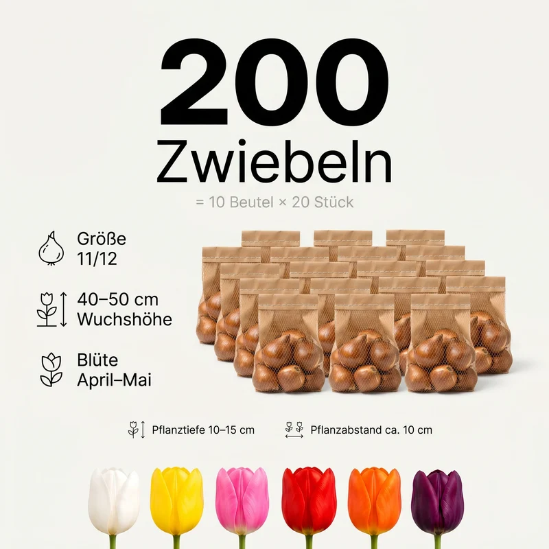 Tulpenzwiebeln XXL