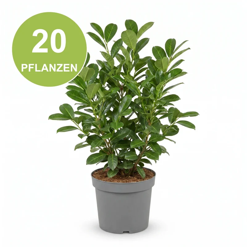Große Kirschlorbeer Rotundifolia Heckenpaket (20 Pflanzen)