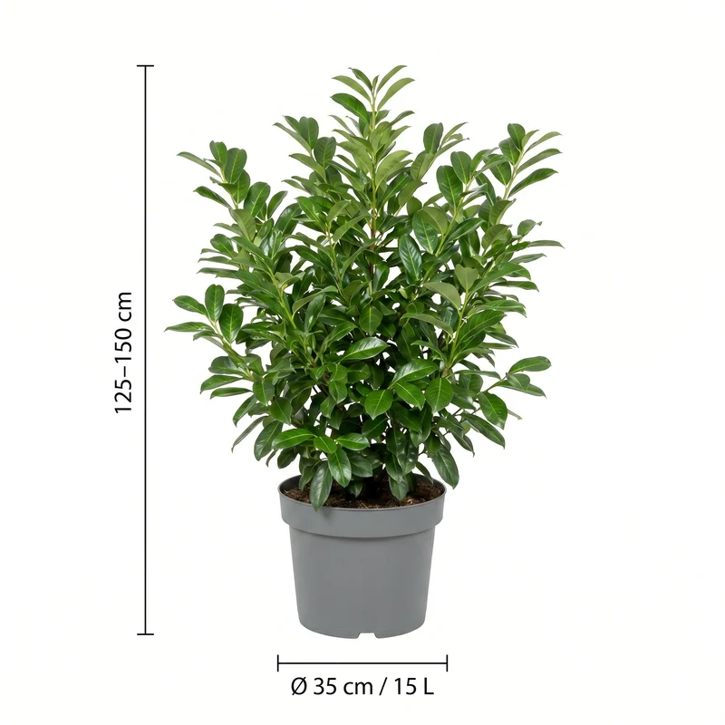 Große Kirschlorbeer Rotundifolia Heckenpaket (20 Pflanzen)