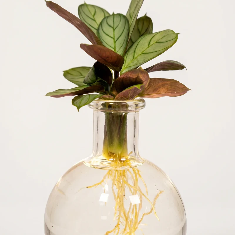 Calathea im Samoa-Glas mit LED-Beleuchtung