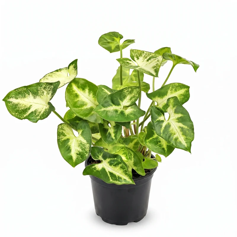 Syngonium Pixie