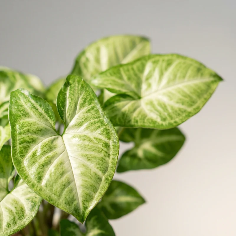 Syngonium Pixie