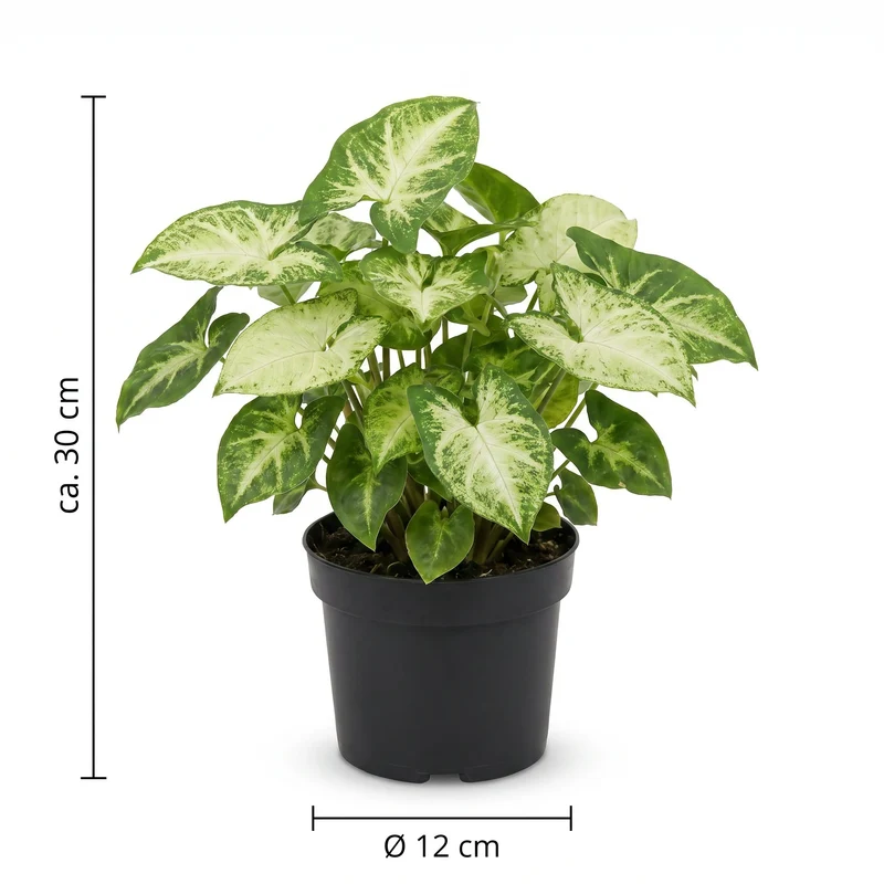 Syngonium Pixie