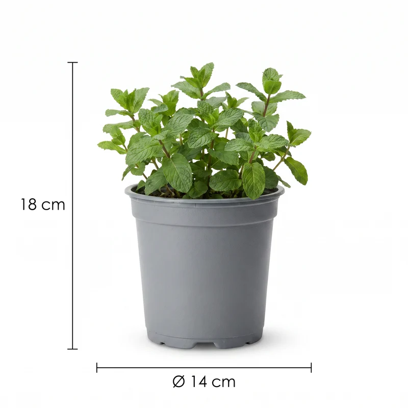 Gartenkräutermischung - 4 Stücke - Ø14cm - ↕18cm