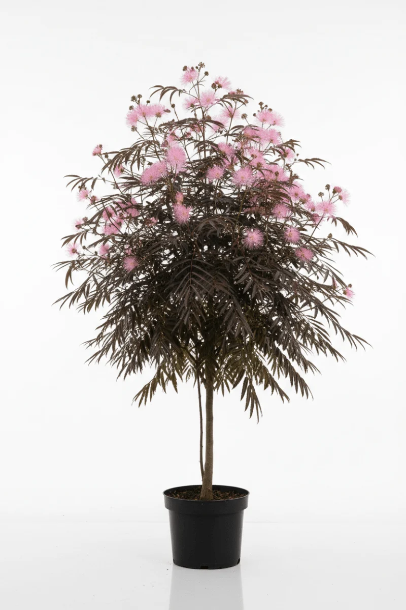 Seidenbaum (Albizia julibrissin 'Summer Chocolate') – Strauch – 50–60 cm