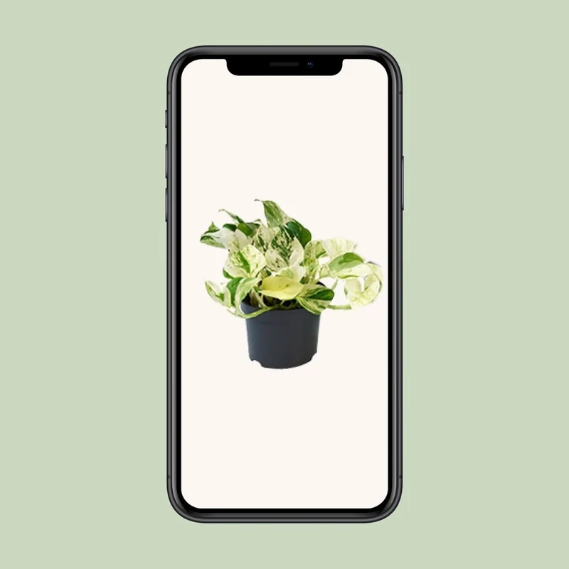 PROMO - Epipremnum Happy Leaf - Scindapsus - Ø12cm - ↕15cm