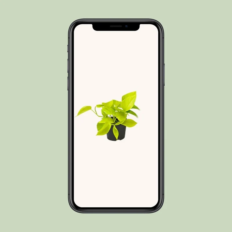 Epipremnum Golden Pothos - Scindapsus - PROMO - Ø12 - ↕15cm