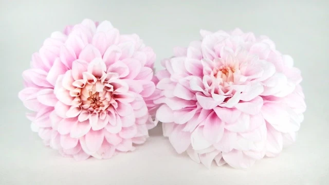 Dahlie Grace konserviert Earth Matters - 2 Köpfe - Sherbet pink 102