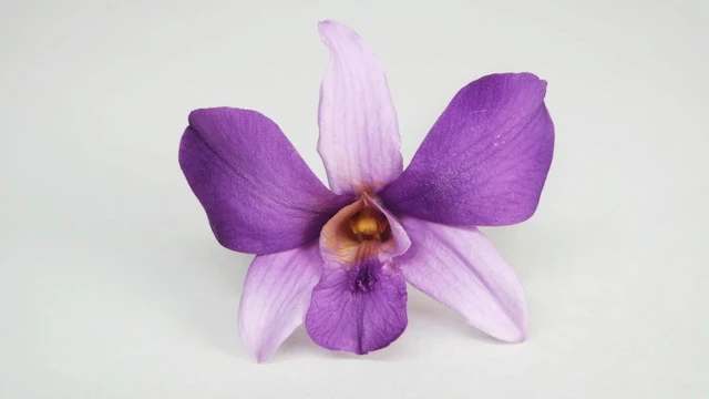 Orchidee Dendrobium Sonia konserviert Earth Matters - 6 Köpfe - Purple 400