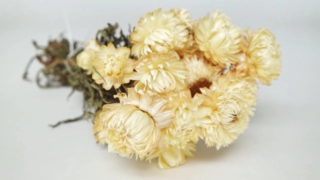 Strohblumen Granvia - 1 Bund - Naturfarbe creme