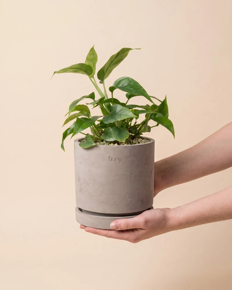 Kleine Monstera minima • feey