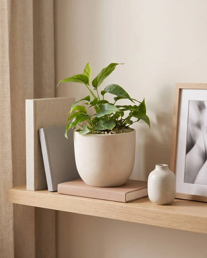 Kleine Monstera minima • feey