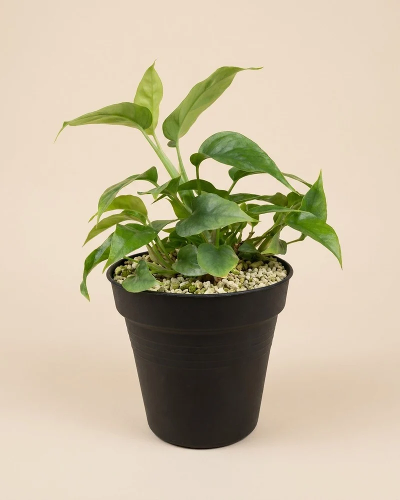 Kleine Monstera minima • feey