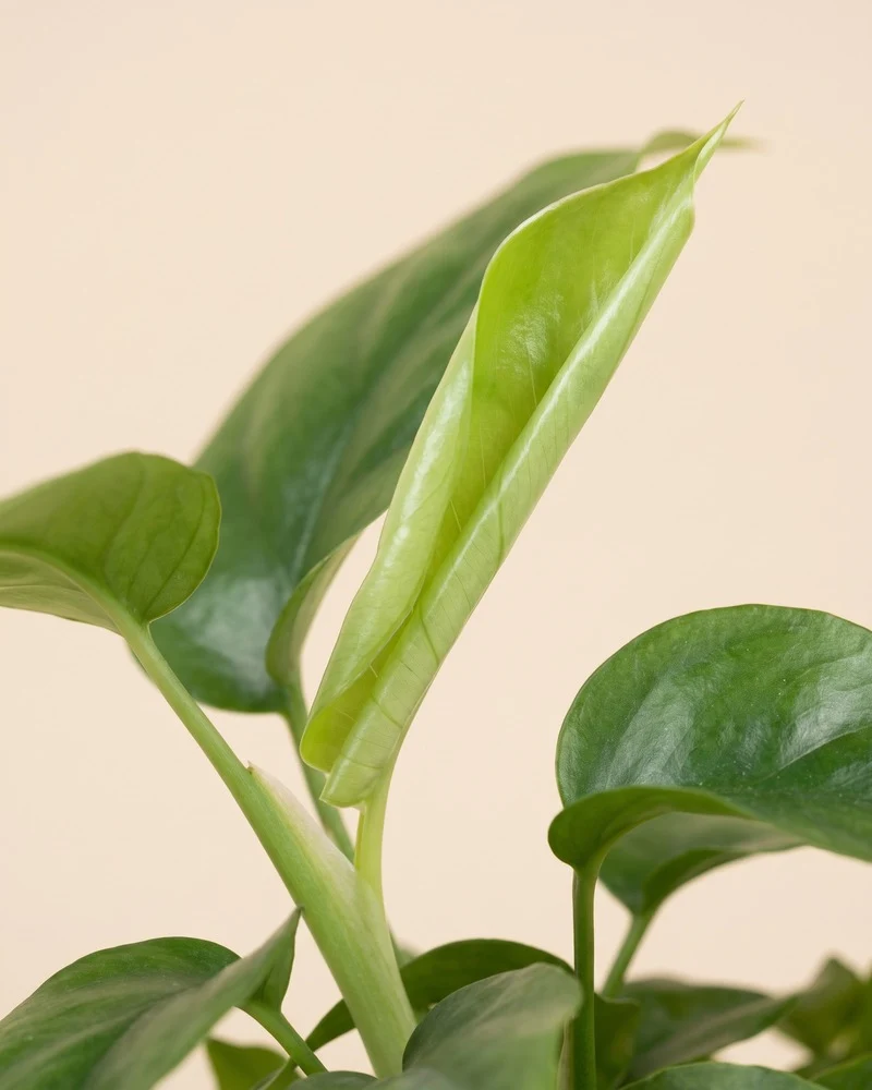 Kleine Monstera minima • feey