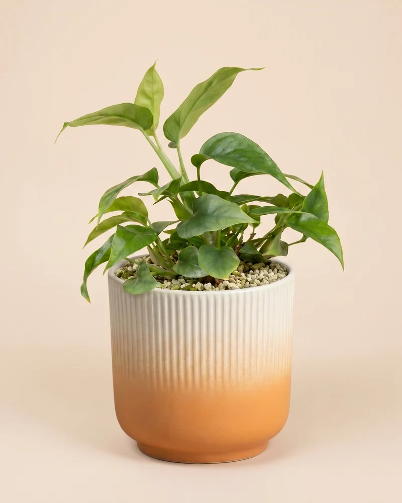Kleine Monstera minima • feey