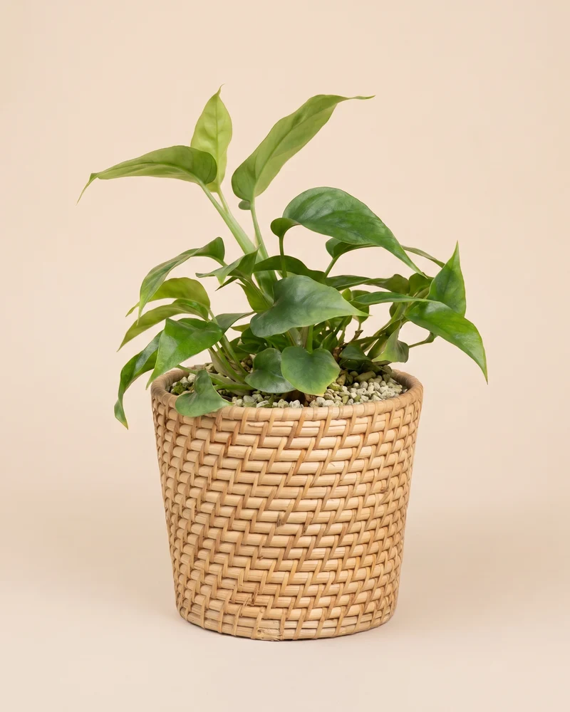 Kleine Monstera minima • feey