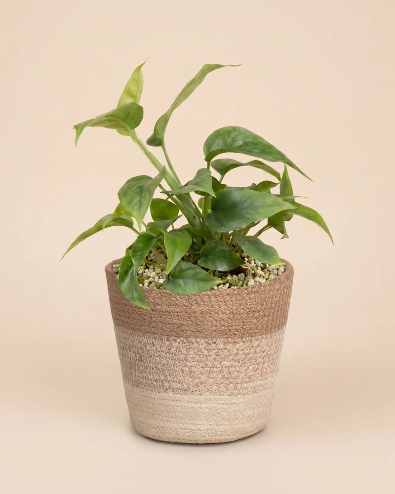 Kleine Monstera minima • feey