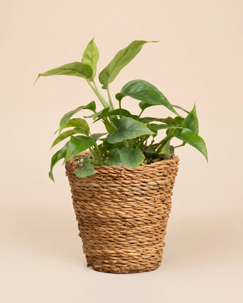 Kleine Monstera minima • feey