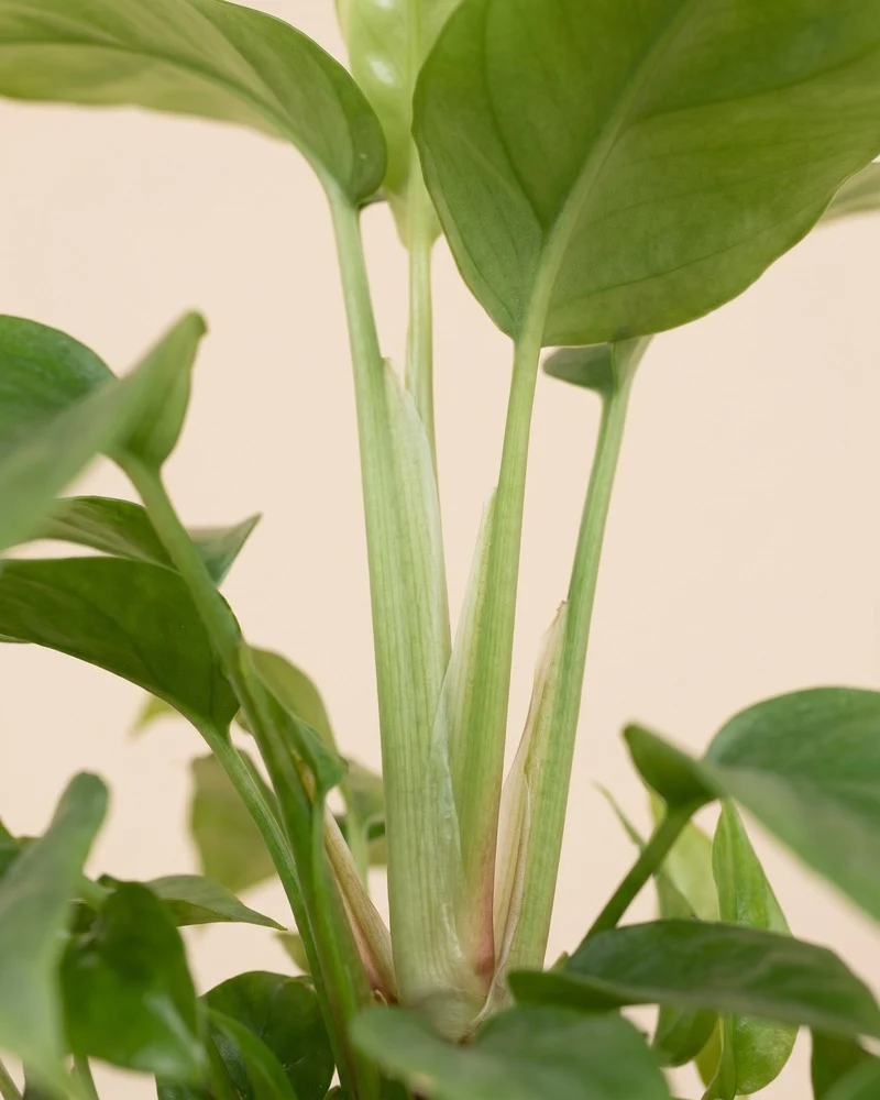 Kleine Monstera minima • feey