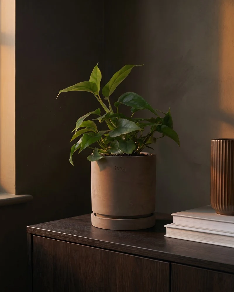 Kleine Monstera minima • feey