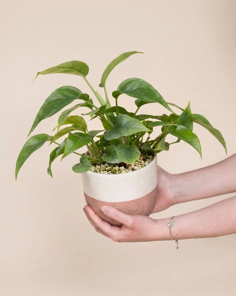 Kleine Monstera minima • feey