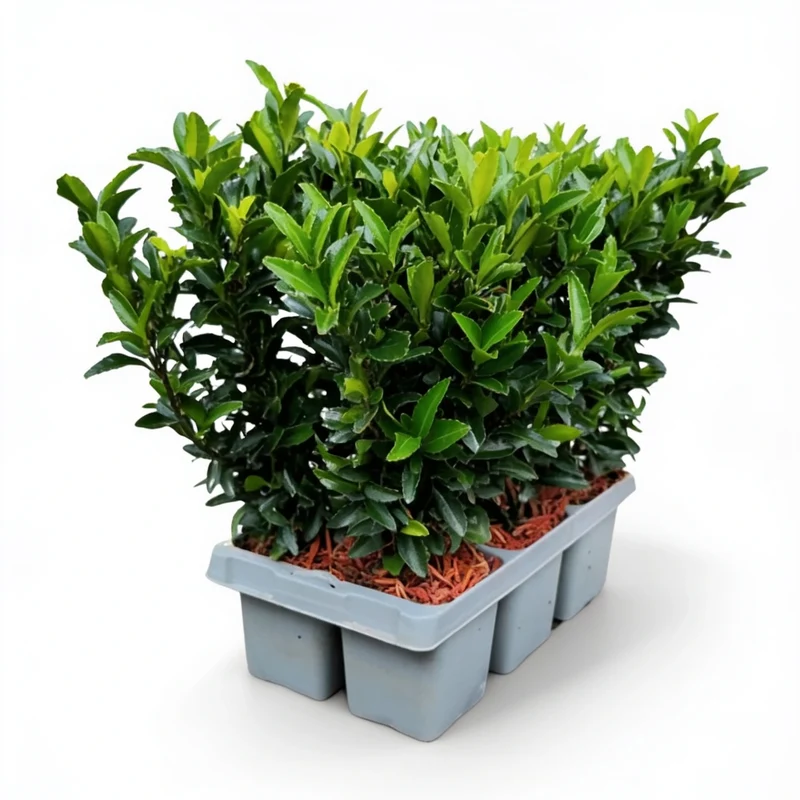 Euonymus 'Green Spire'