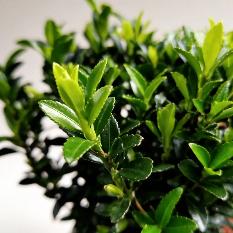 Euonymus 'Green Spire'