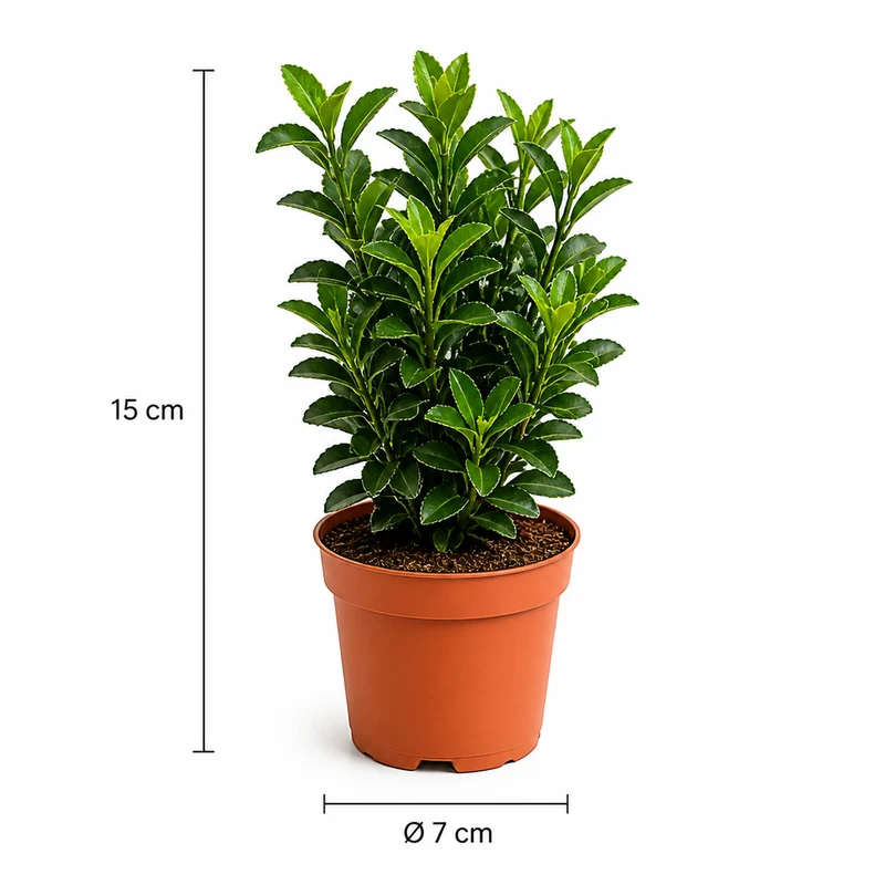 Euonymus 'Green Spire'