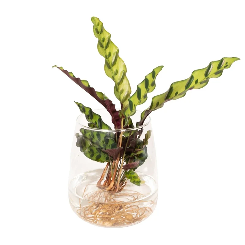 Calathea Insignis im Kingston-Glas