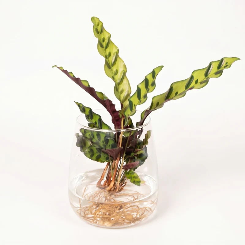 Calathea Insignis im Kingston-Glas