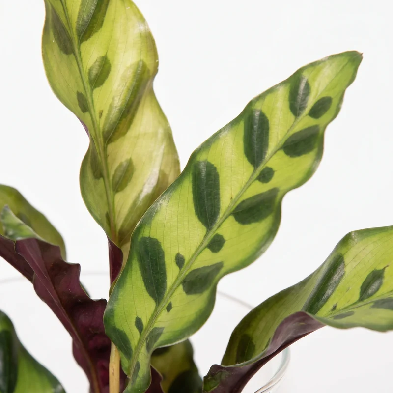 Calathea Insignis im Kingston-Glas