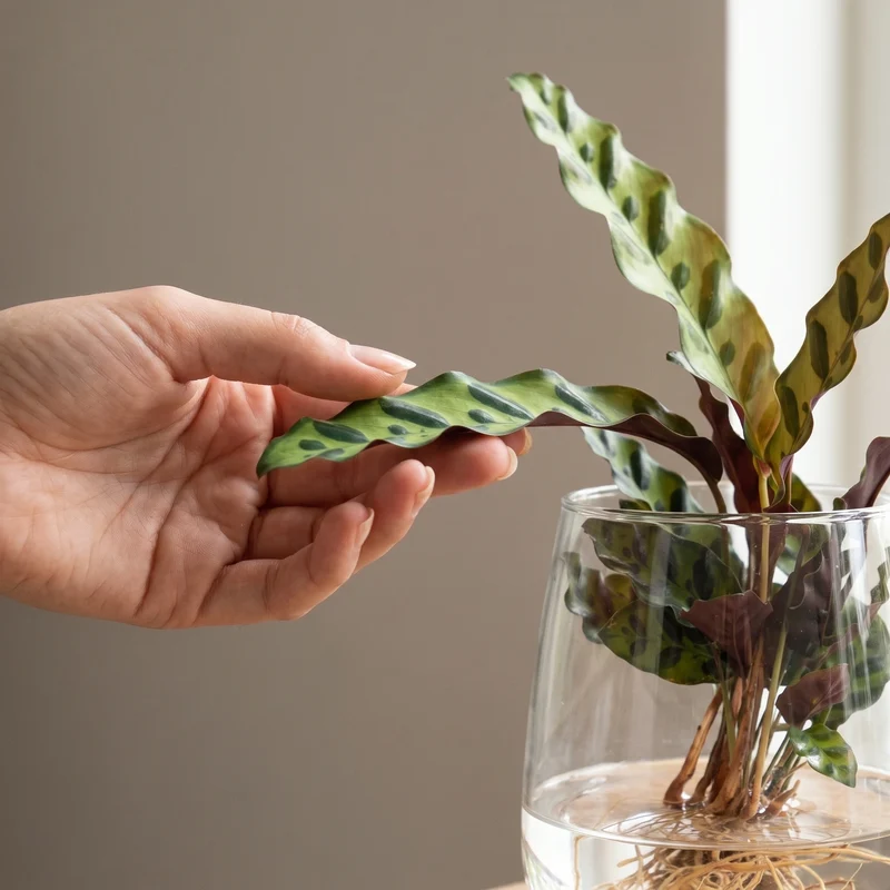 Calathea Insignis im Kingston-Glas