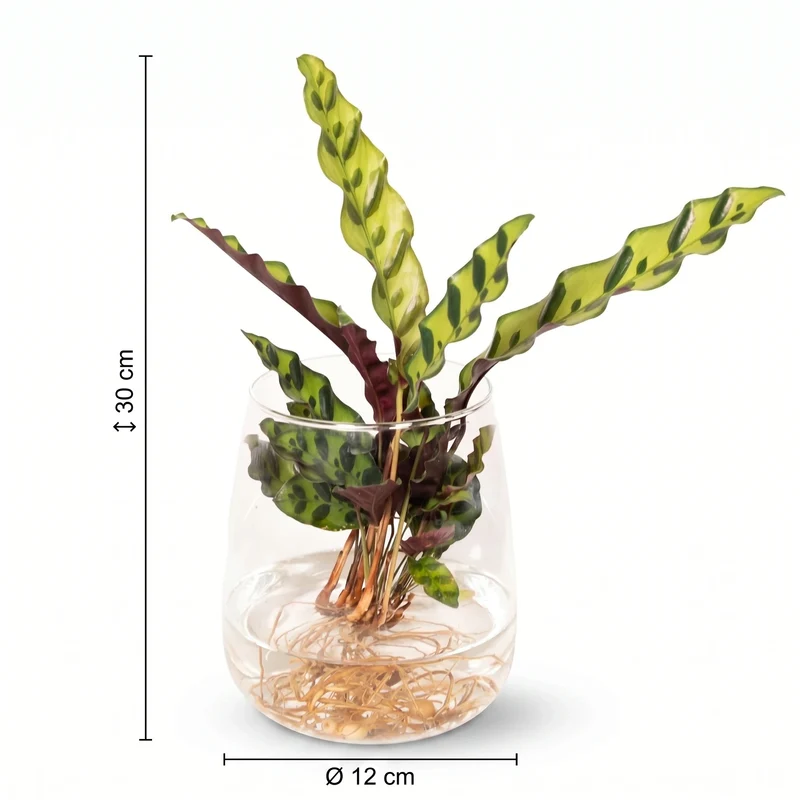 Calathea Insignis im Kingston-Glas