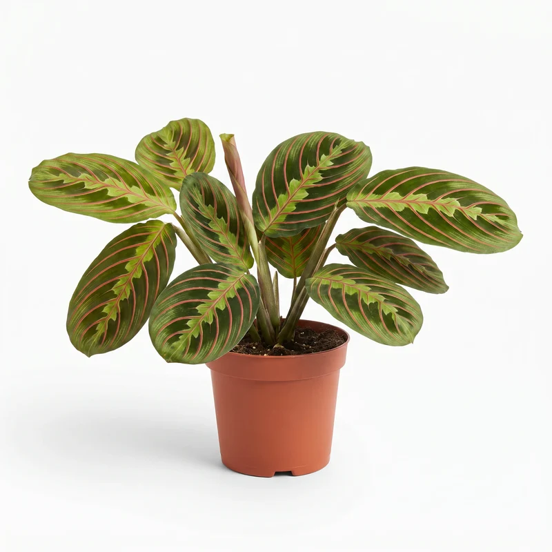 Maranta Leuconeura Fascinator