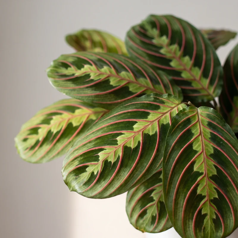 Maranta Leuconeura Fascinator