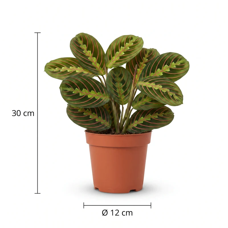 Maranta Leuconeura Fascinator