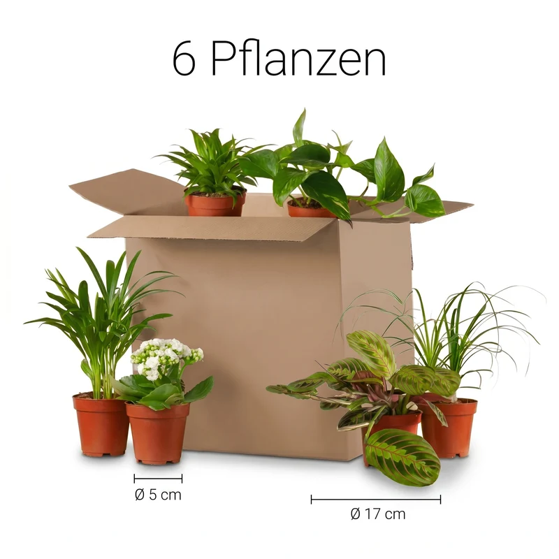 Zimmerpflanzen 6er Set – Zweite Chance Box