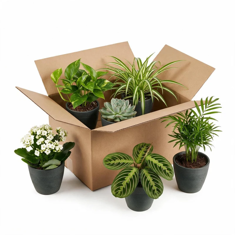 Zimmerpflanzen 6er Set – Zweite Chance Box