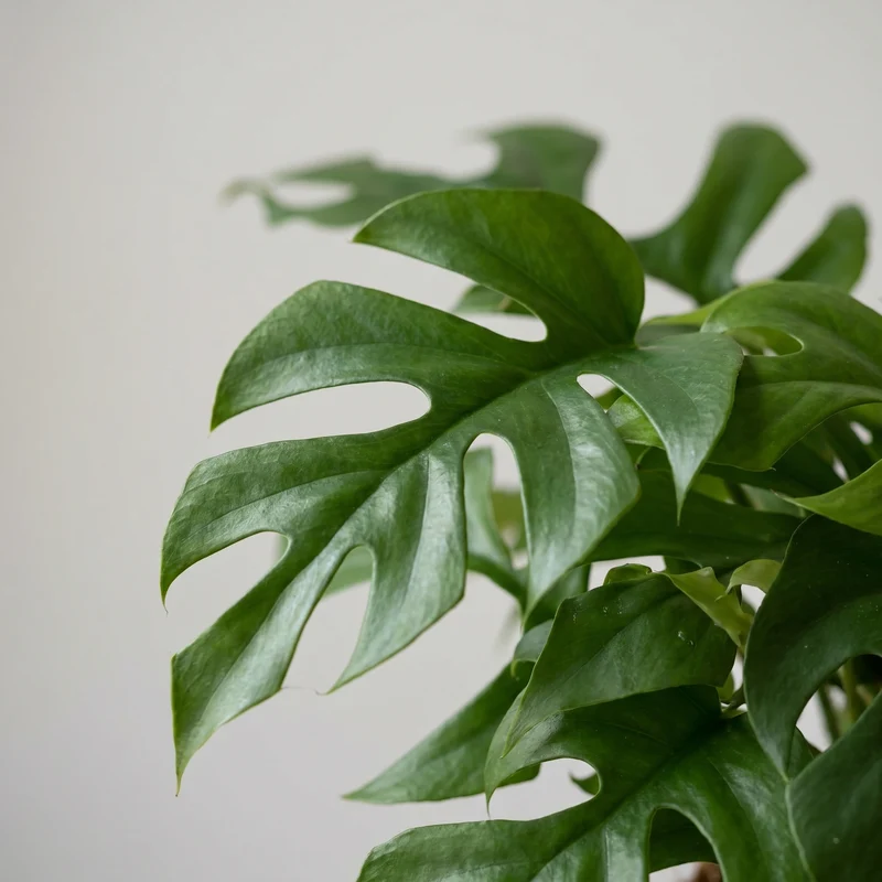 Monstera Minima Kokedama