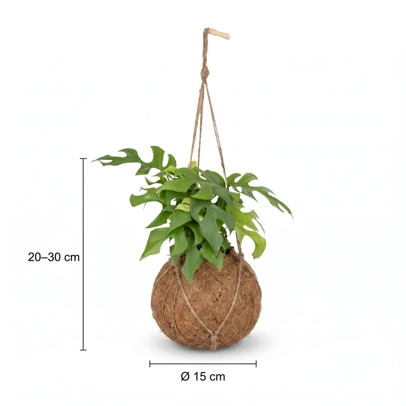 Monstera Minima Kokedama