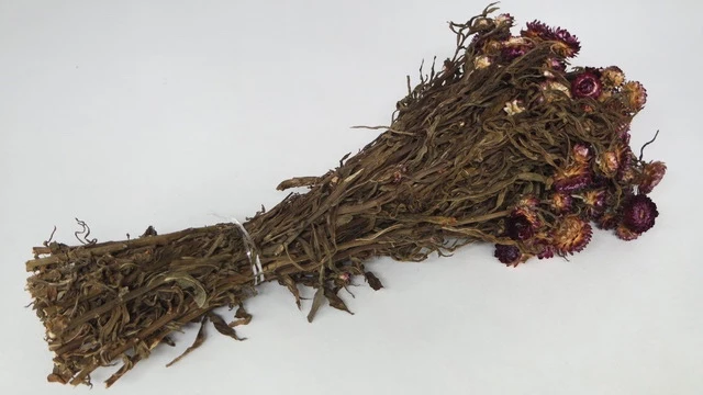 Strohblumen basic - 1 Bund - Naturfarbe lila